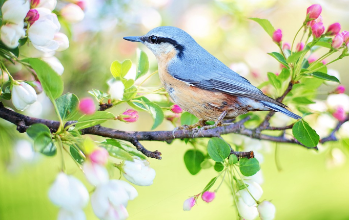 birds