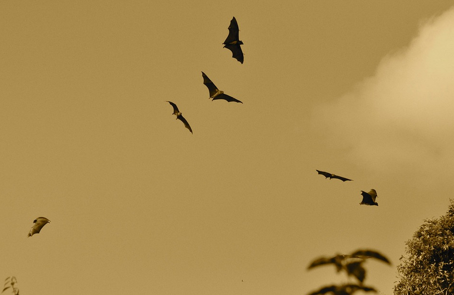 flying bats